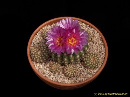 Notocactus übelmannianus v. pleiocephala 467